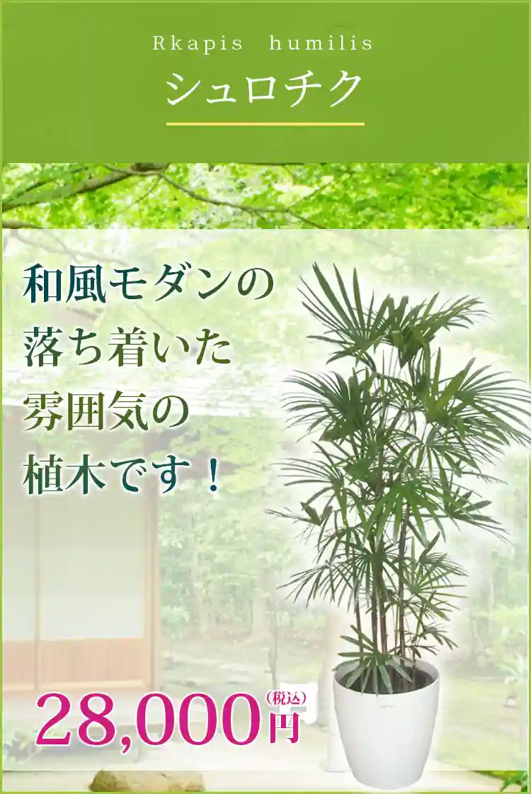 シュロチク(ラスターポット付) Lサイズ/観葉植物の販売、通販の観葉植物のオアシス