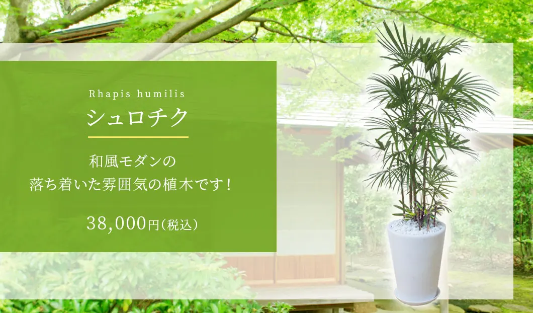 シュロチク 観葉植物 37,000円(税込)