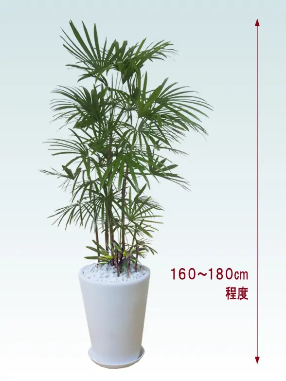 シュロチク拡大横から画像