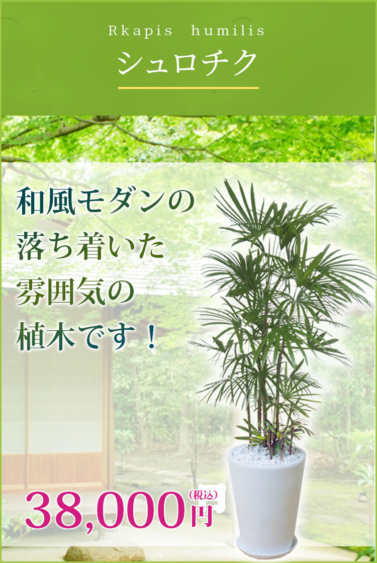 シュロチク 陶器鉢 ラウンドタイプ白色 Lサイズ 観葉植物の販売 通販の観葉植物のオアシス シュロチク 陶器鉢 ラウンドタイプ白色 Lサイズ 観葉植物の販売 通販の観葉植物のオアシス