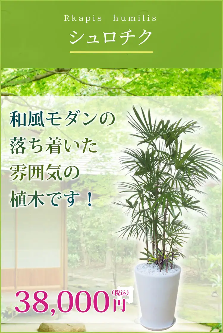 シュロチク 観葉植物 37,000円(税込)