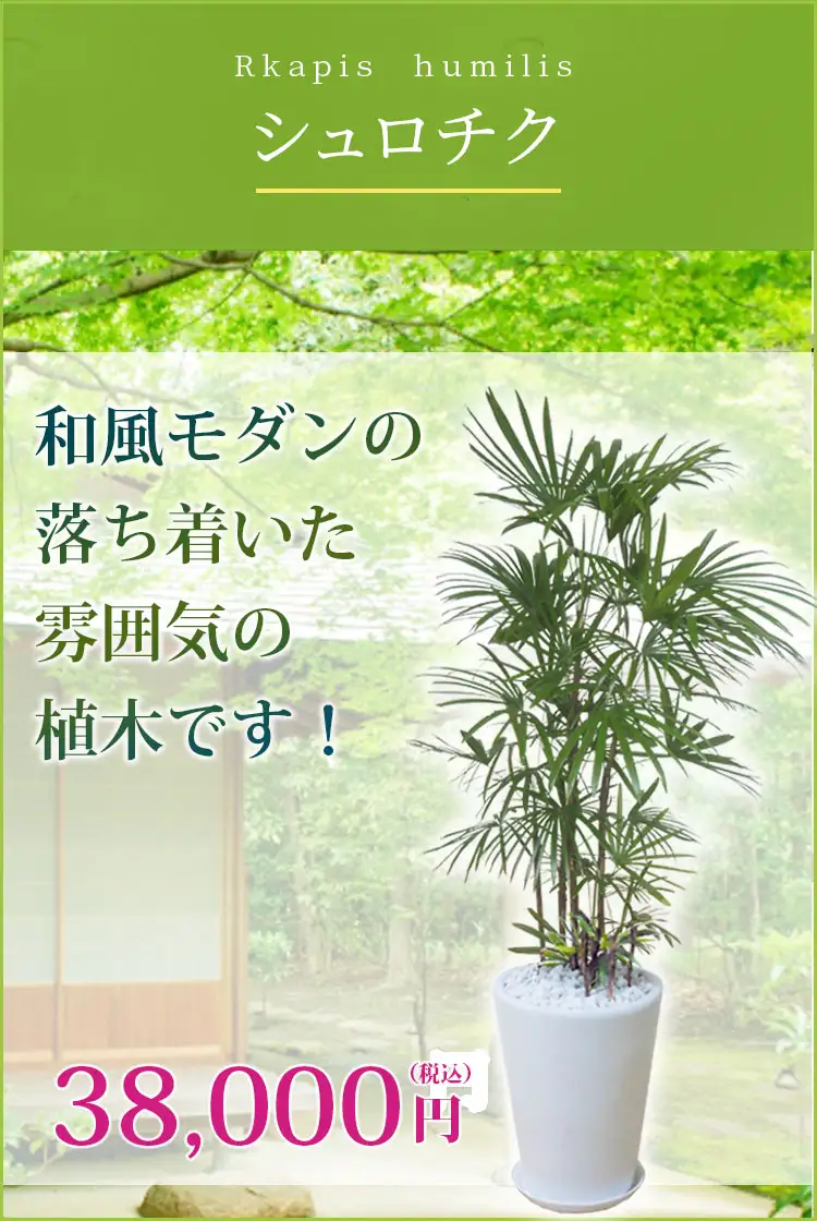 シュロチク（陶器鉢、ラウンドタイプ白色）Lサイズ/観葉植物の販売