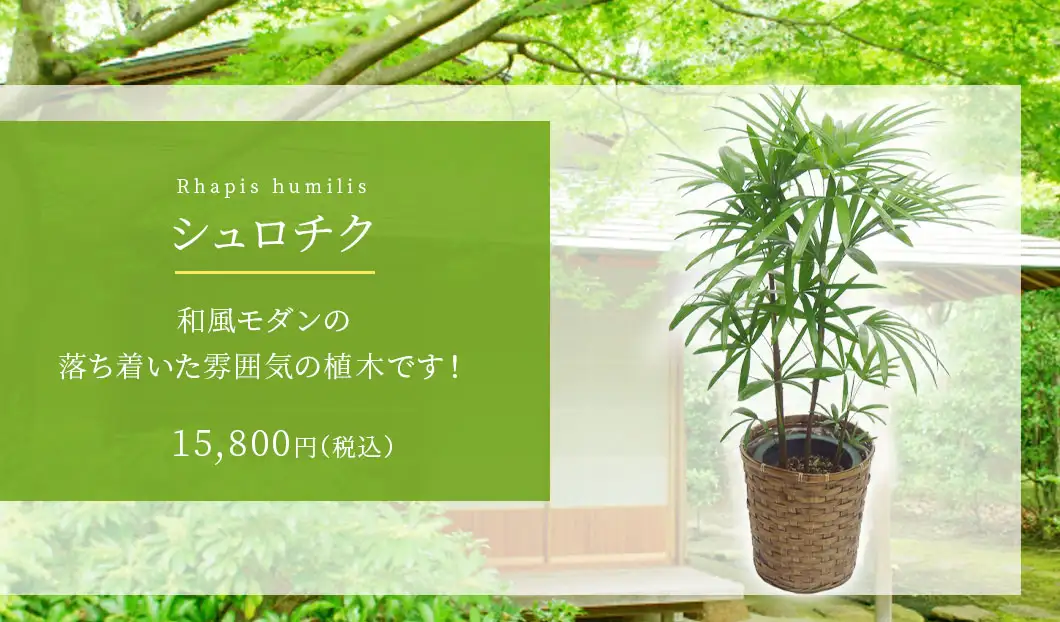 シュロチク 観葉植物 14,800円(税込)