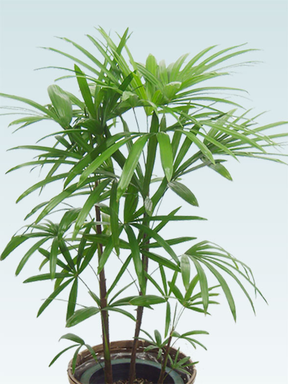 シュロチク 籐かご付 ダークブラウン色 mサイズ 観葉植物の販売 通販の観葉植物のオアシス シュロチク 籐かご付 ダークブラウン色 mサイズ 観葉植物の販売 通販の観葉植物のオアシス