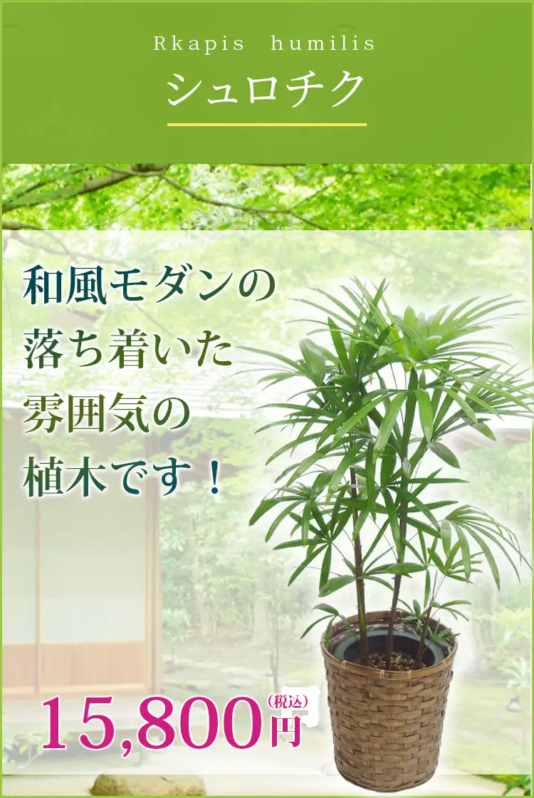 シュロチク 観葉植物 14,800円(税込)