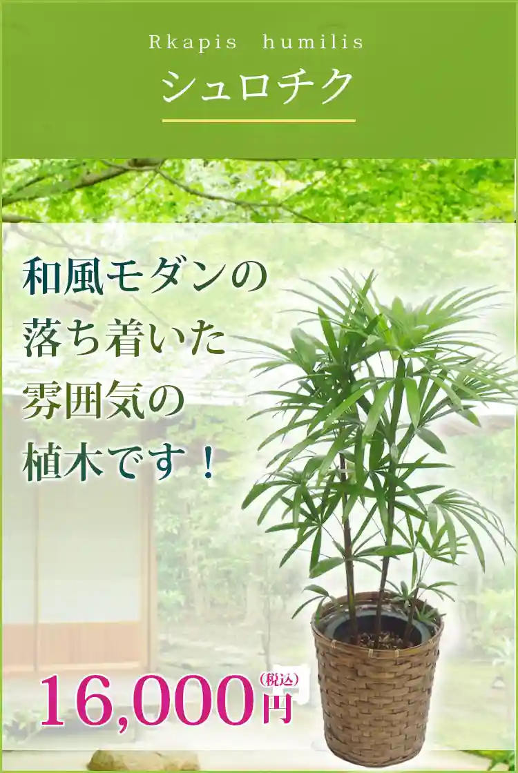 シュロチク 観葉植物 14,800円(税込)