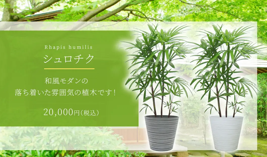 シュロチク 観葉植物 20,000円(税込)