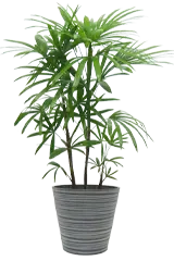 シュロチク全体画像