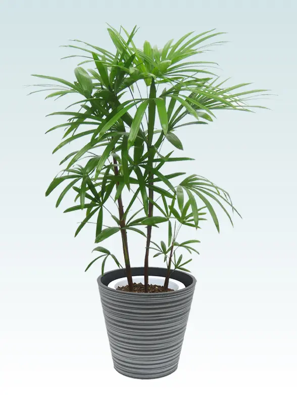 シュロチク拡大横から画像