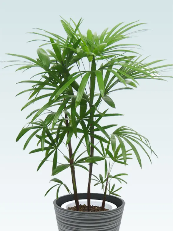 シュロチク拡大斜め上から画像