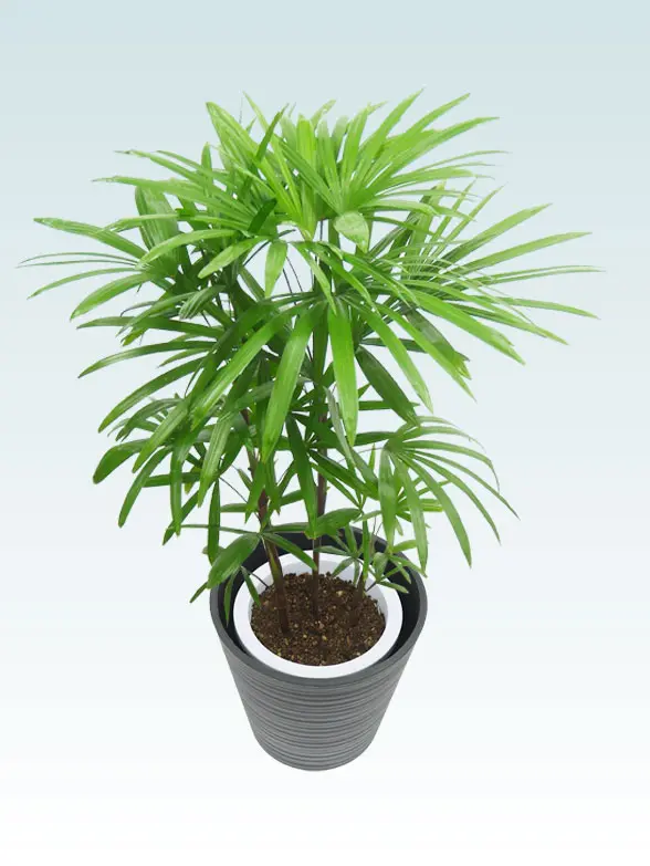 シュロチク葉っぱ拡大画像