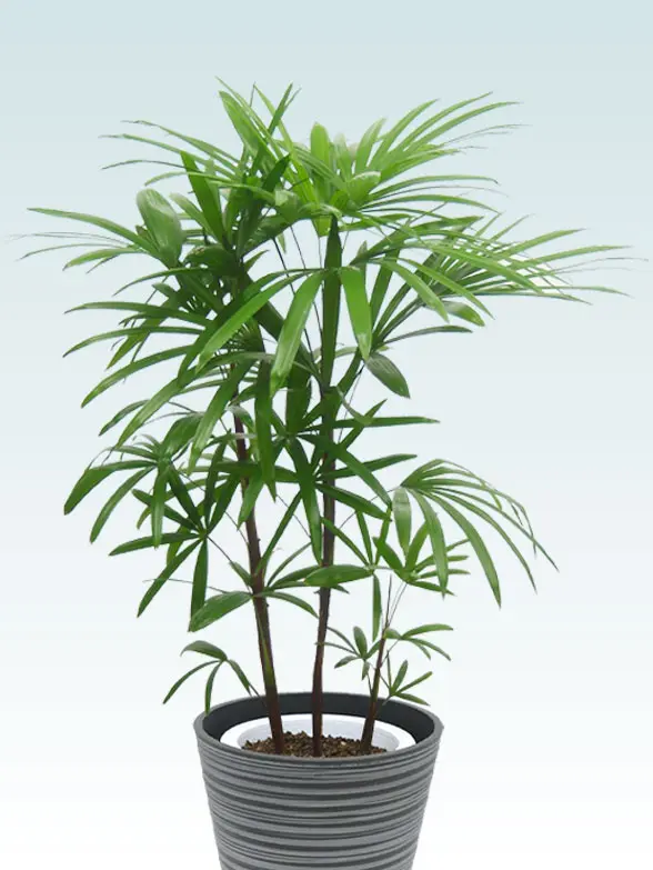 シュロチク葉っぱ枝も入った画像