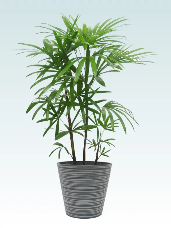 シュロチク葉っぱ拡大画像