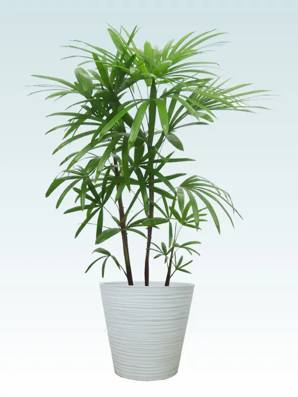 シュロチク葉っぱ枝も入った画像