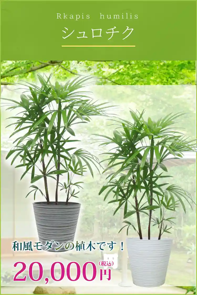 シュロチク 観葉植物 20,000円(税込)