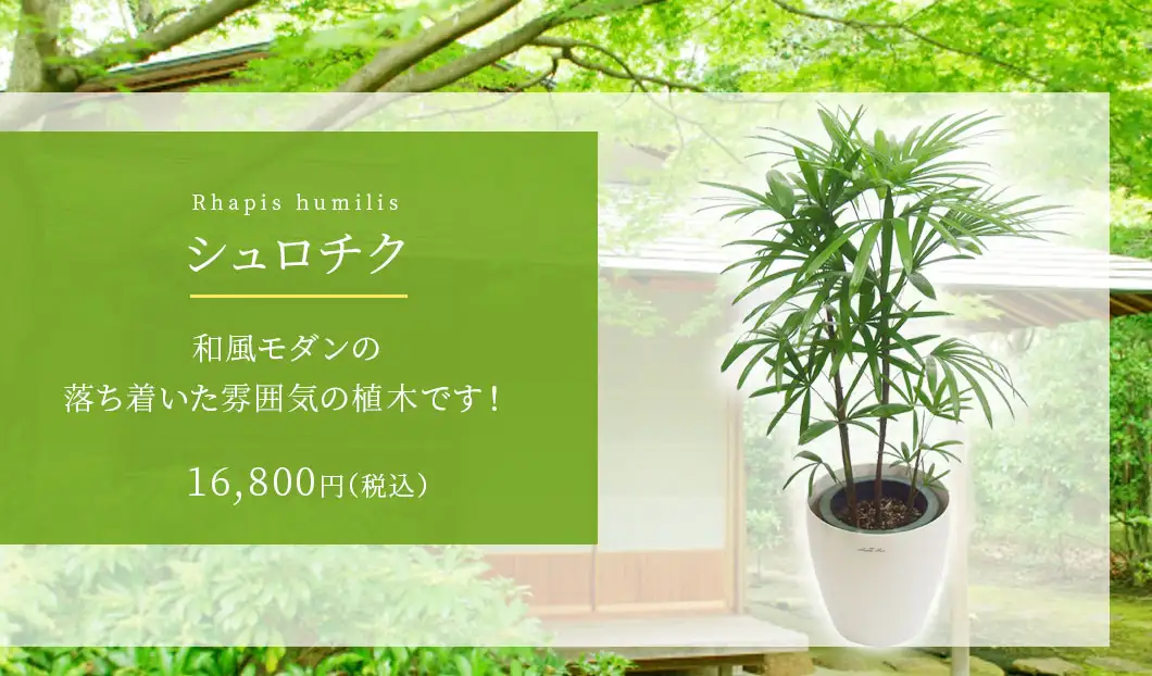 シュロチク 観葉植物 15,800円(税込)