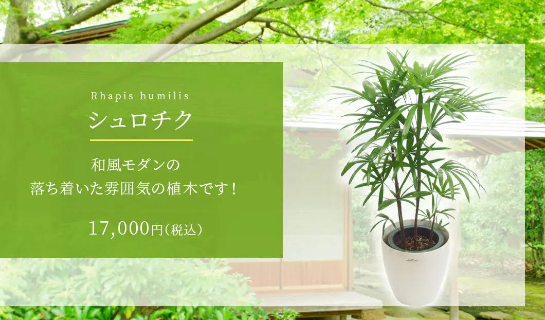 シュロチク 観葉植物 15,800円(税込)