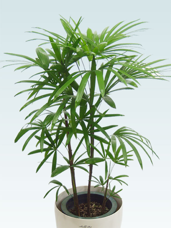 シュロチク ラスターポット付 ｍサイズ 観葉植物の販売 通販の観葉植物のオアシス