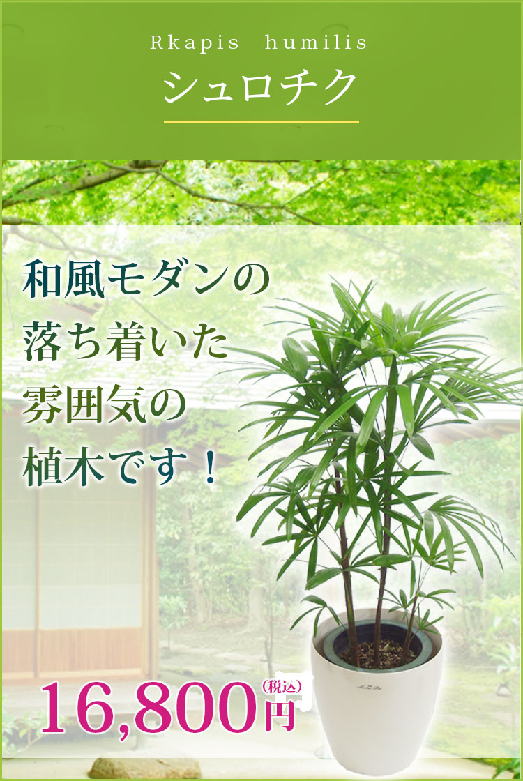 シュロチク ラスターポット付 ｍサイズ 観葉植物の販売 通販の観葉植物のオアシス