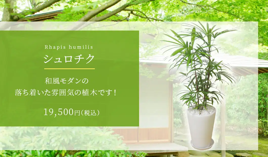 シュロチク 観葉植物 18,500円(税込)