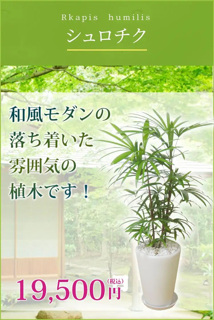 シュロチク 観葉植物 18,500円(税込)