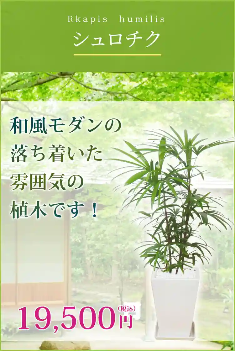 シュロチク、陶器鉢植込み、スクエアタイプ白色 観葉植物 18,500円(税込)