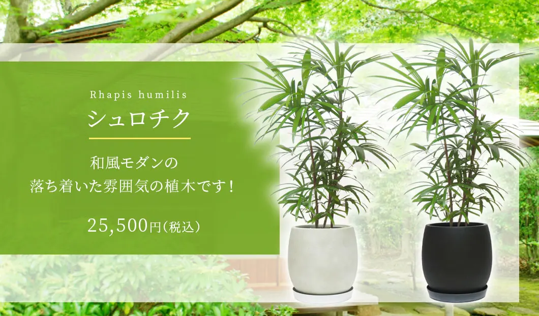 シュロチク 観葉植物 25,500円(税込)