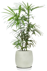 シュロチク全体画像