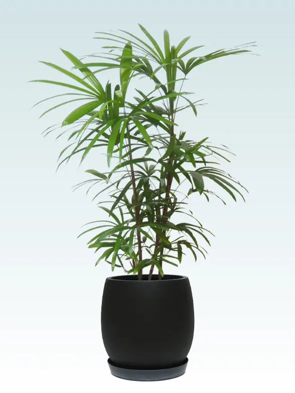 シュロチク葉っぱ枝も入った画像