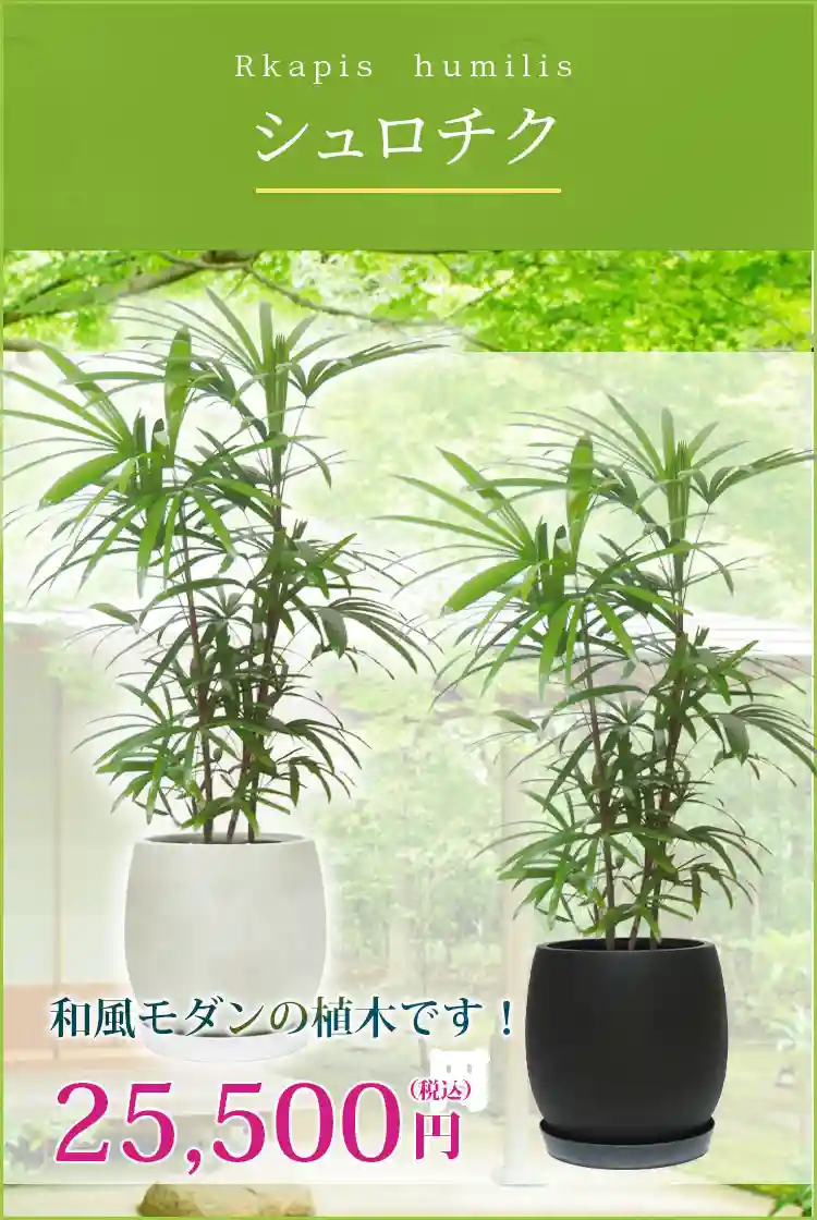シュロチク 観葉植物 25,500円(税込)