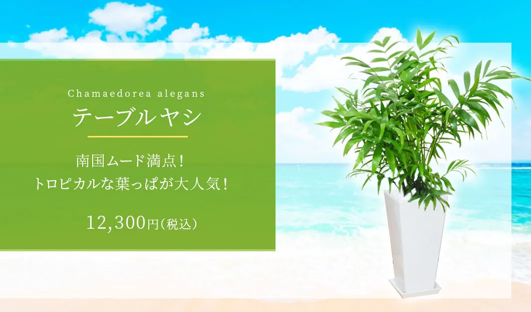 テーブルヤシ 観葉植物 11,500円(税込)