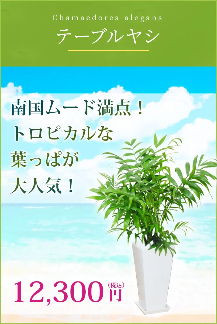 テーブルヤシ 観葉植物 11,500円(税込)