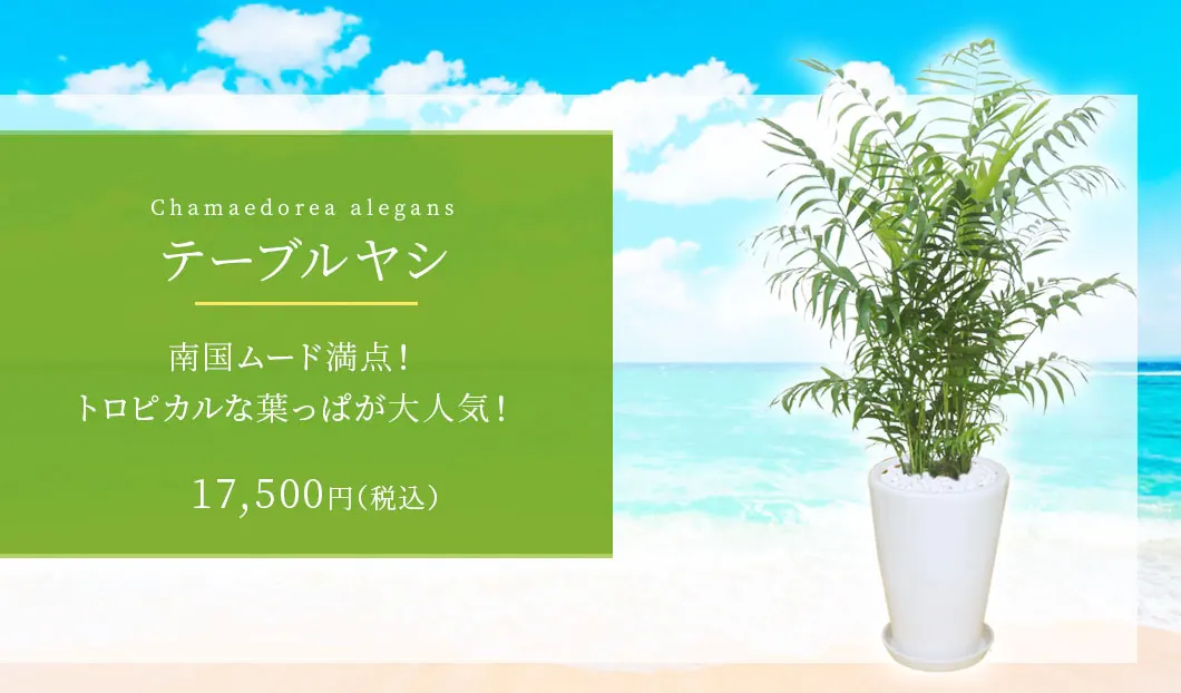 テーブルヤシ 観葉植物 16,500円(税込)