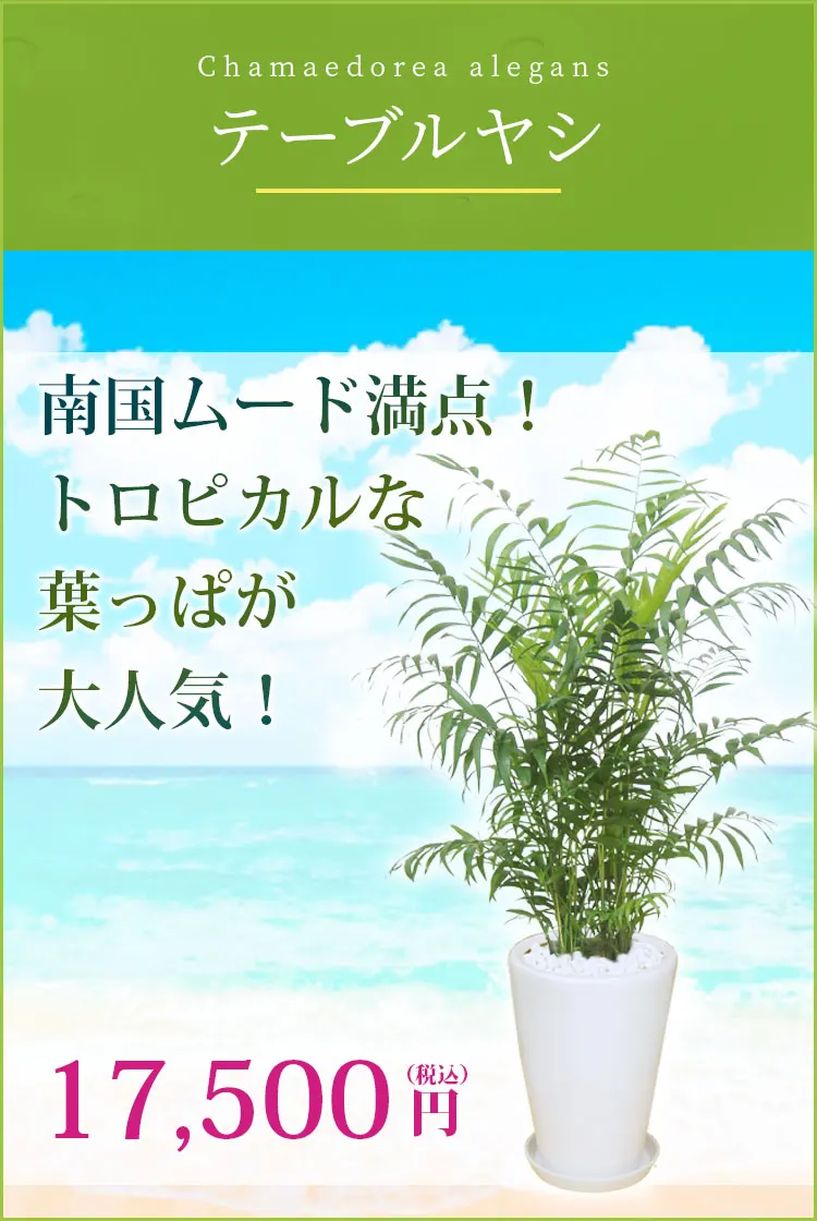 テーブルヤシ 観葉植物 16,500円(税込)