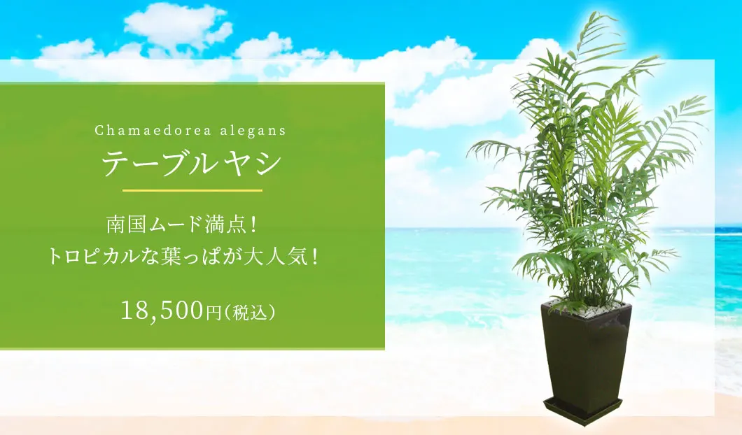 テーブルヤシ 観葉植物 17,500円(税込)