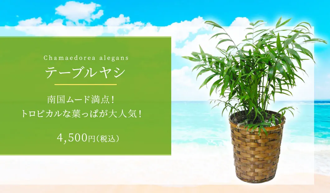 テーブルヤシ 観葉植物 4,300円(税込)