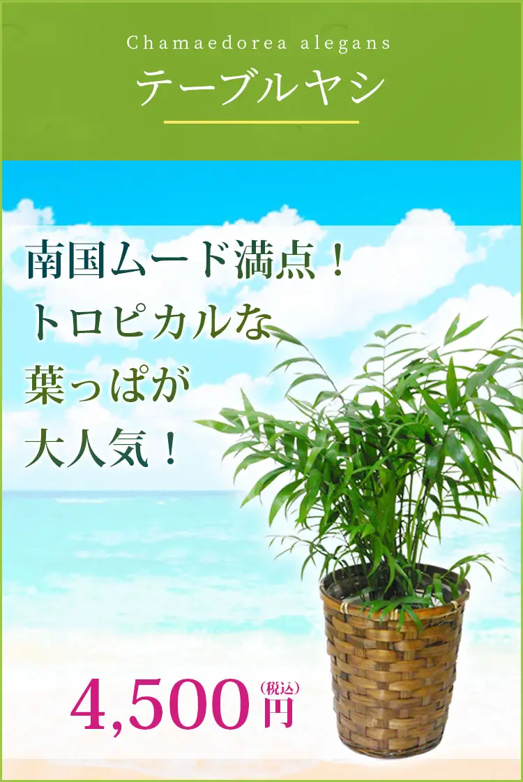 テーブルヤシ 観葉植物 4,300円(税込)