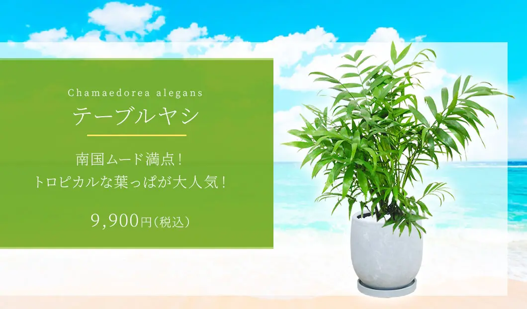 テーブルヤシ 観葉植物 9,900円(税込)