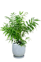 テーブルヤシ全体画像