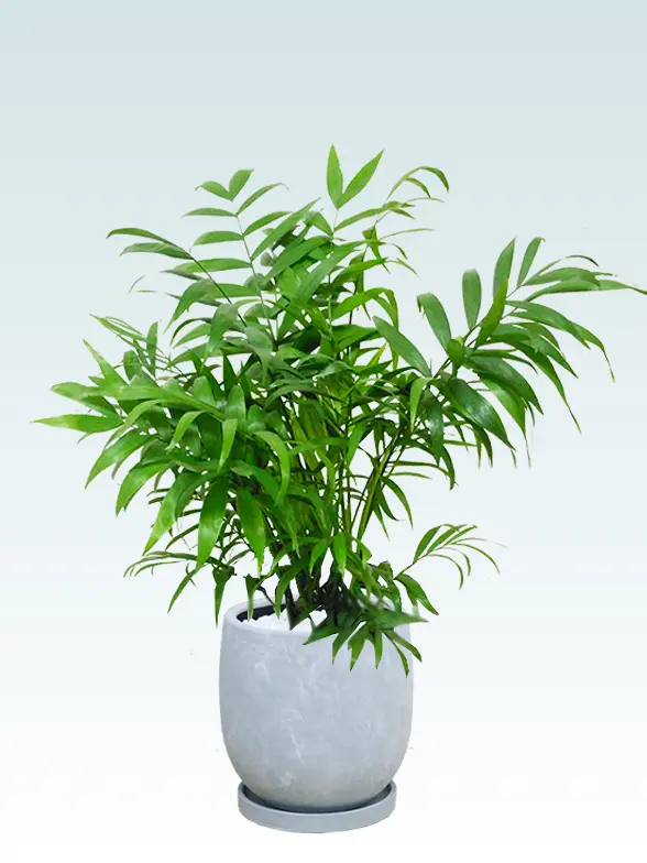 テーブルヤシ拡大横から画像