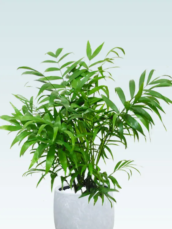 テーブルヤシ拡大斜め上から画像