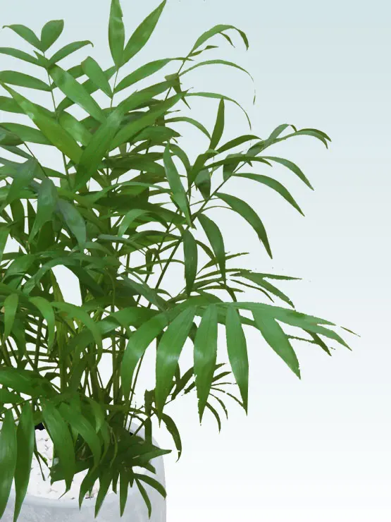 テーブルヤシ葉っぱ拡大画像