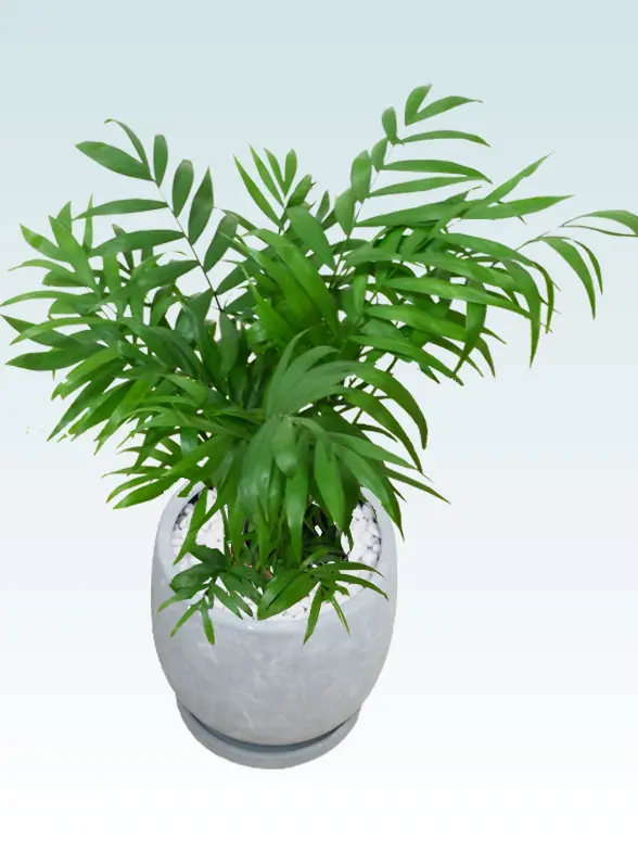 テーブルヤシ葉っぱ枝も入った画像