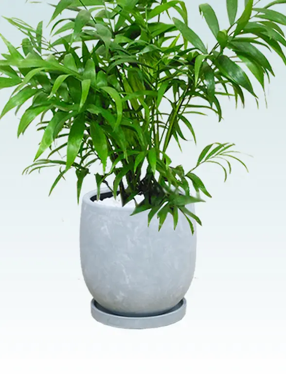 テーブルヤシ籐製の鉢カバーイメージ画像