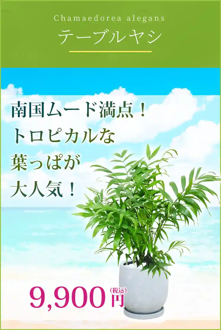 テーブルヤシ 観葉植物 9,900円(税込)