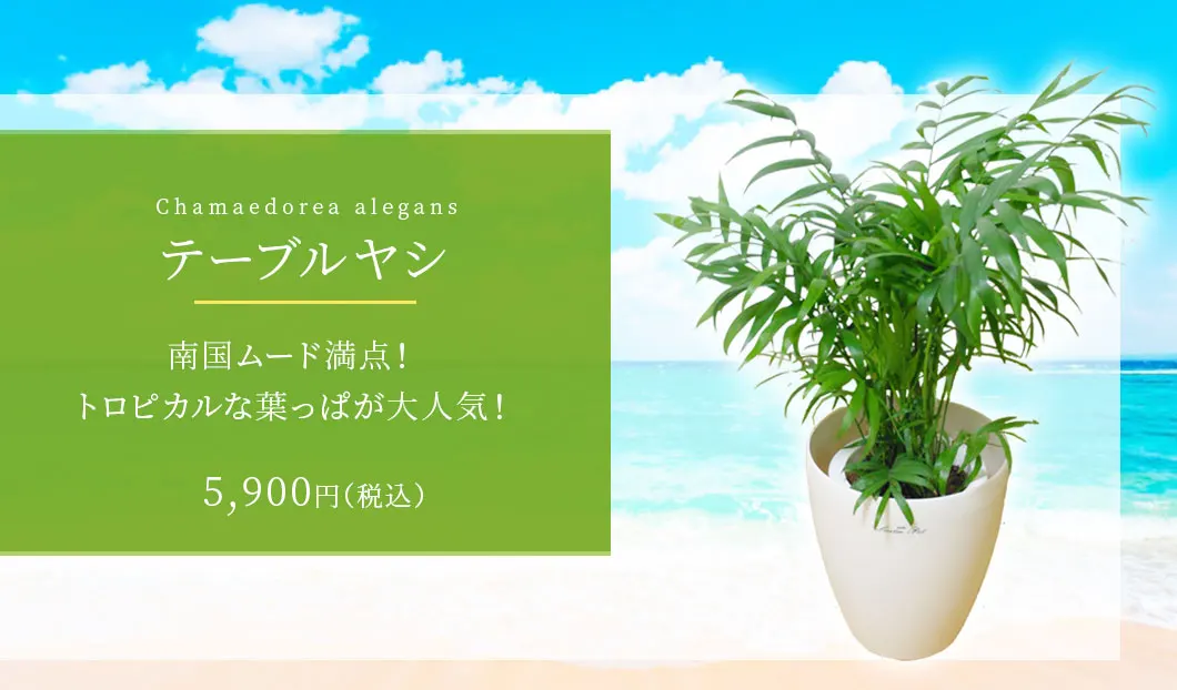テーブルヤシ 観葉植物 5,700円(税込)