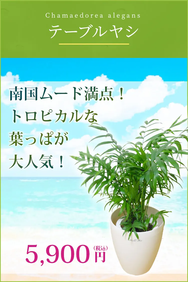 テーブルヤシ 観葉植物 5,700円(税込)