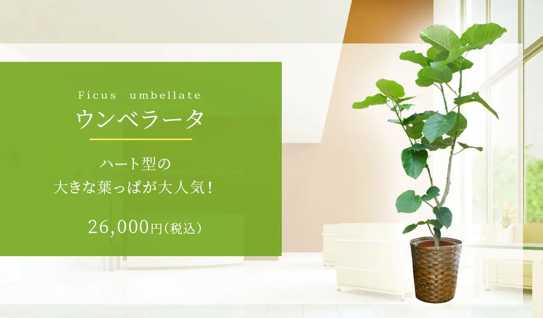 ウンベラータ 観葉植物 26,000円(税込)