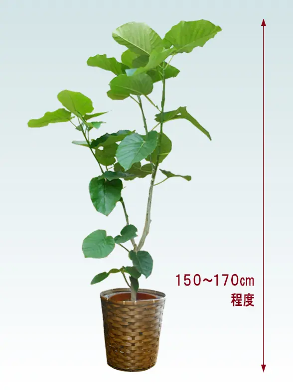 ウンベラータ拡大横から画像