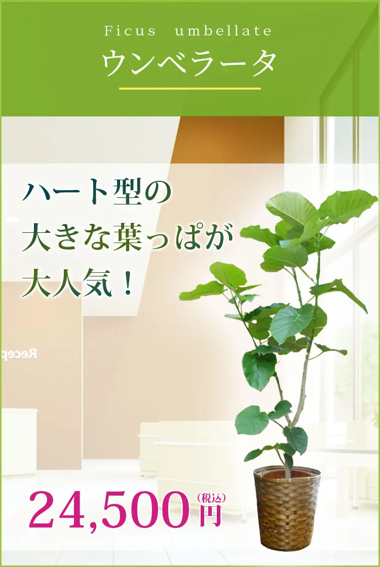 ウンベラータ 観葉植物 23,500円(税込)